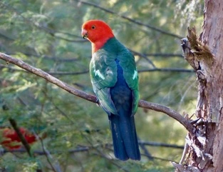 manuk-manuk