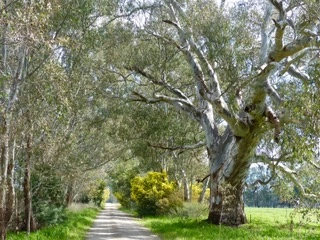 lalan
