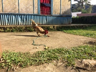 manuk 